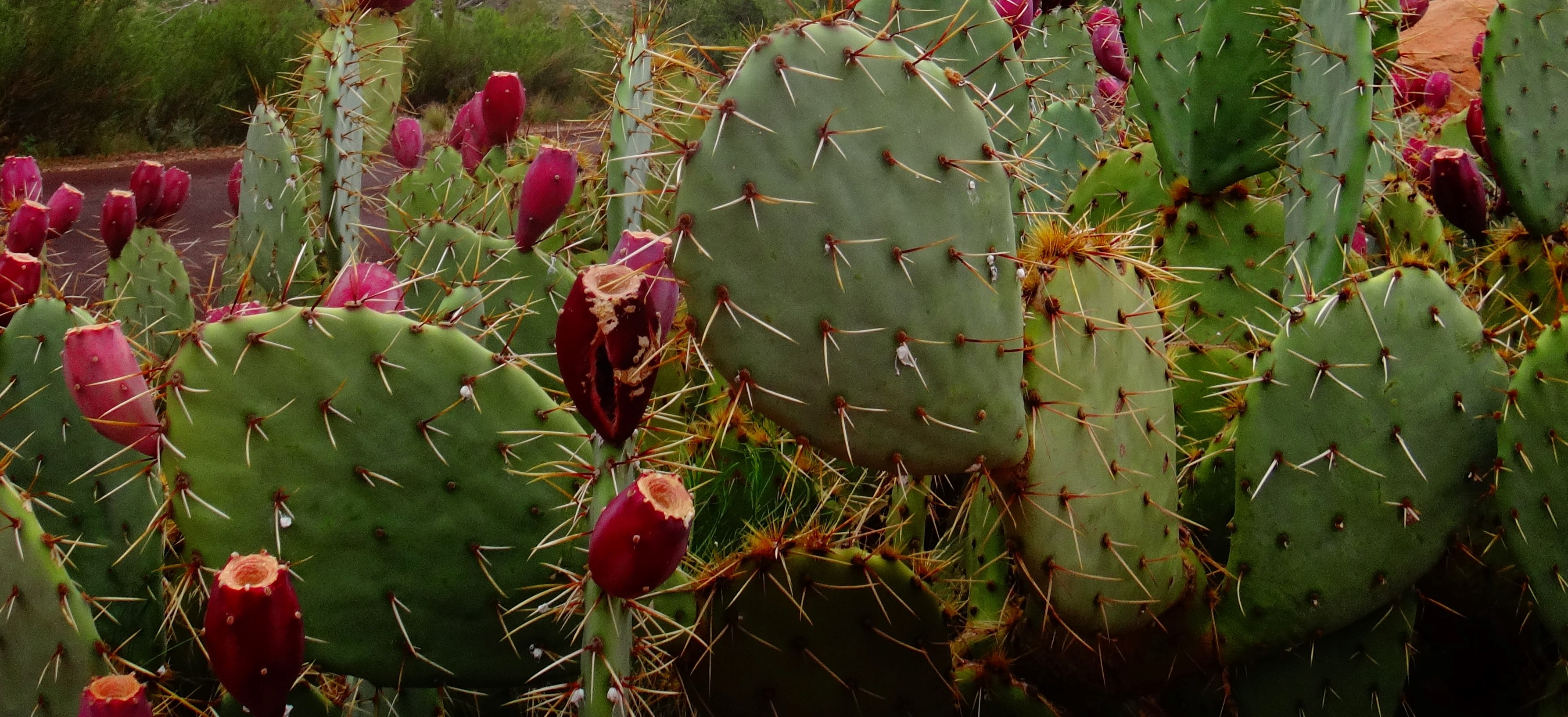 Govt continues reopenings while warning of infection spike